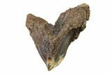 Gorgeous, Rooted Dinosaur (Triceratops) Tooth - Montana #338645-1